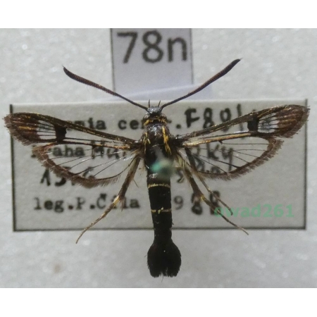 Synanthedon tipuliformis (Clerck, 1759) Czech78n